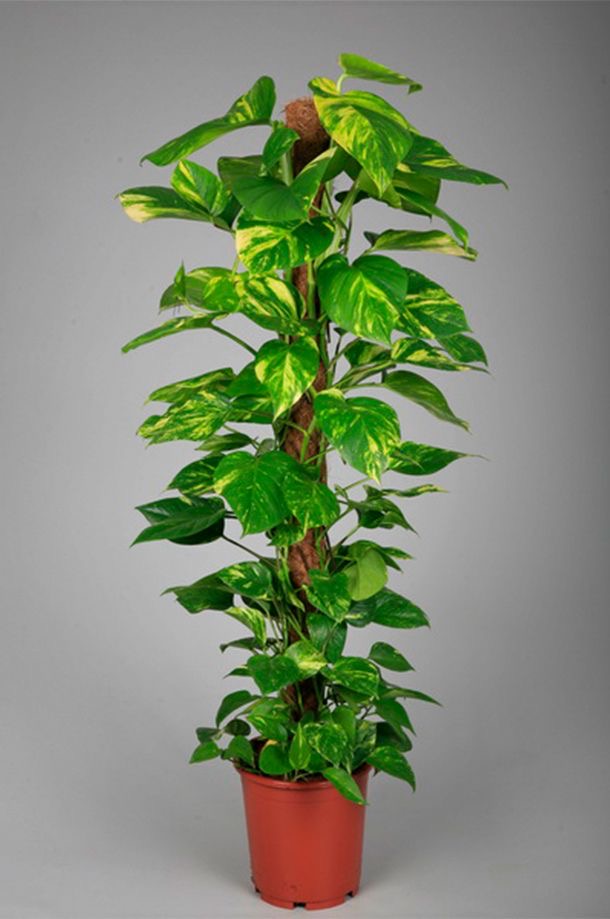 Money Plant (Scindapsus)