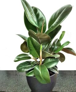 Indoor plant deliver muscat