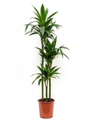 Indoor plant, dracaena janet, office plant