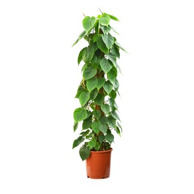 philodendron, indoor plant, office plant