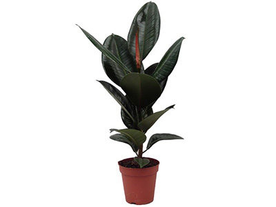 robusta, indoor plant