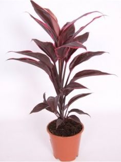 cordyline. indoor plant, decor plant