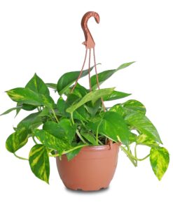 indoor plant, moneyplant, homeplant, offoce plant