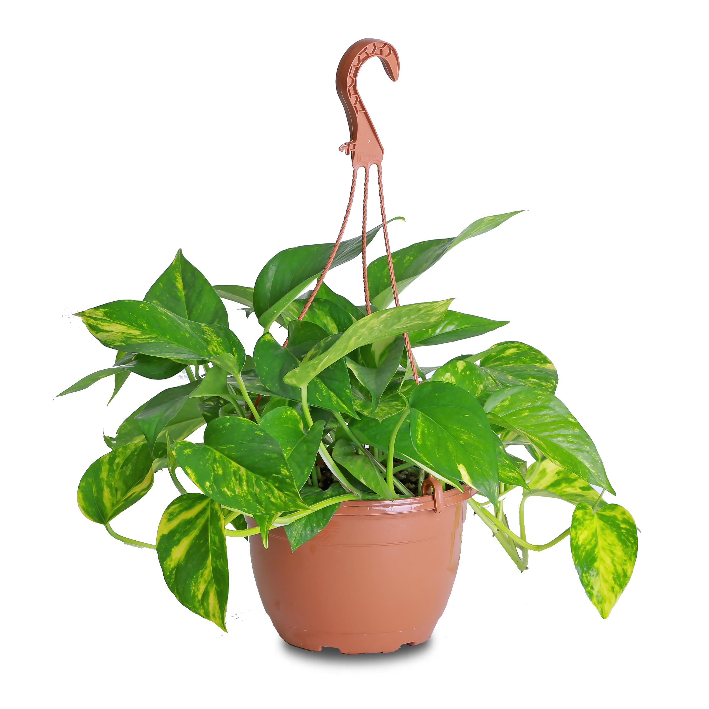 indoor plant, moneyplant, homeplant, offoce plant