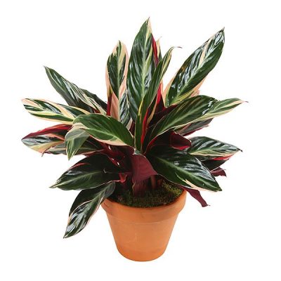 Calathea, indoor plant,decor plant, plants for sale