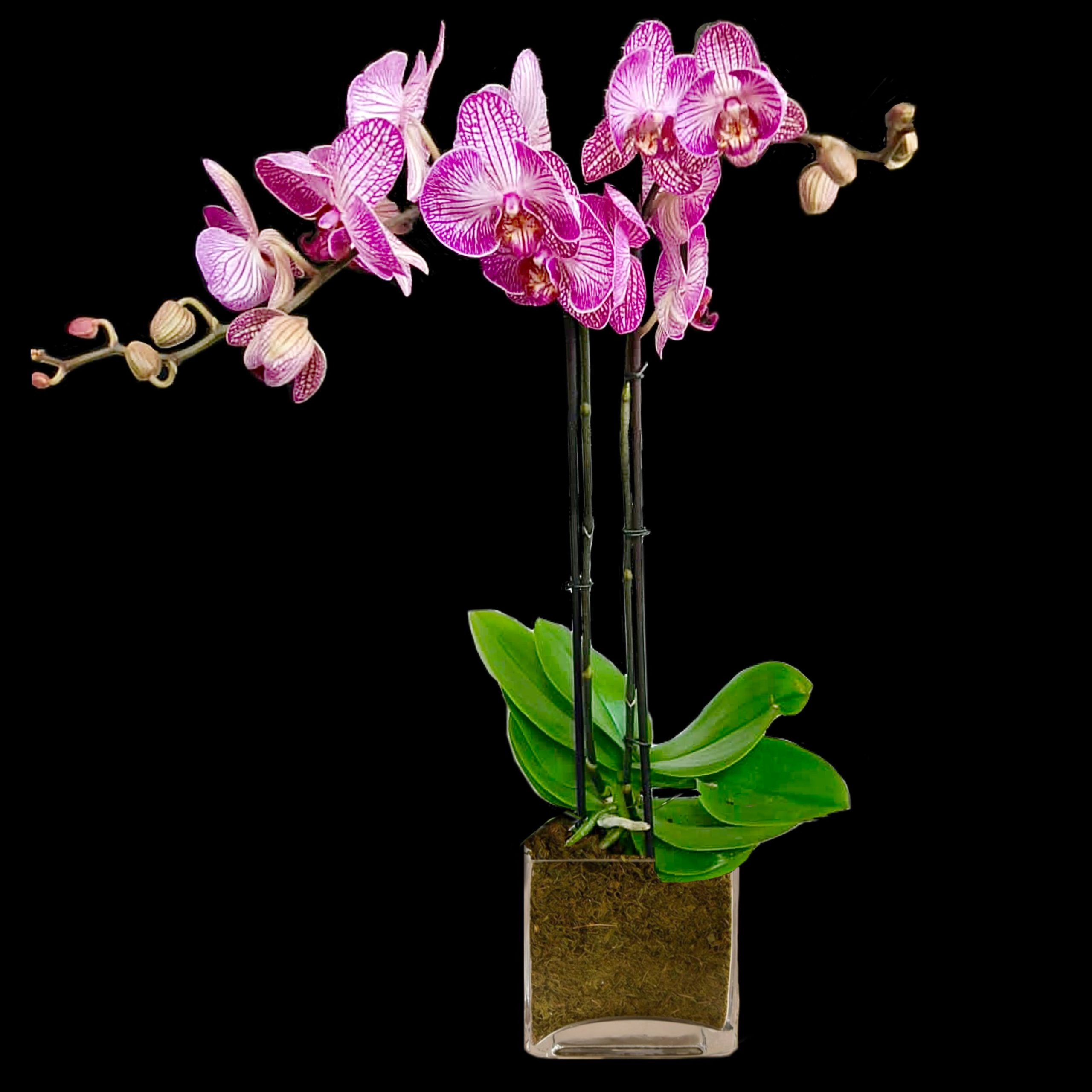 Phalaenopsis purple orchid in glass