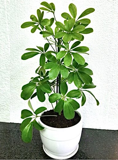 indoor plant muscat oman deliver