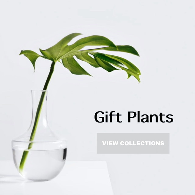 gifts indoor plants muscat