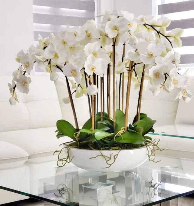Orchid flowers and Orchid Plant delivery in Muscat, Oman